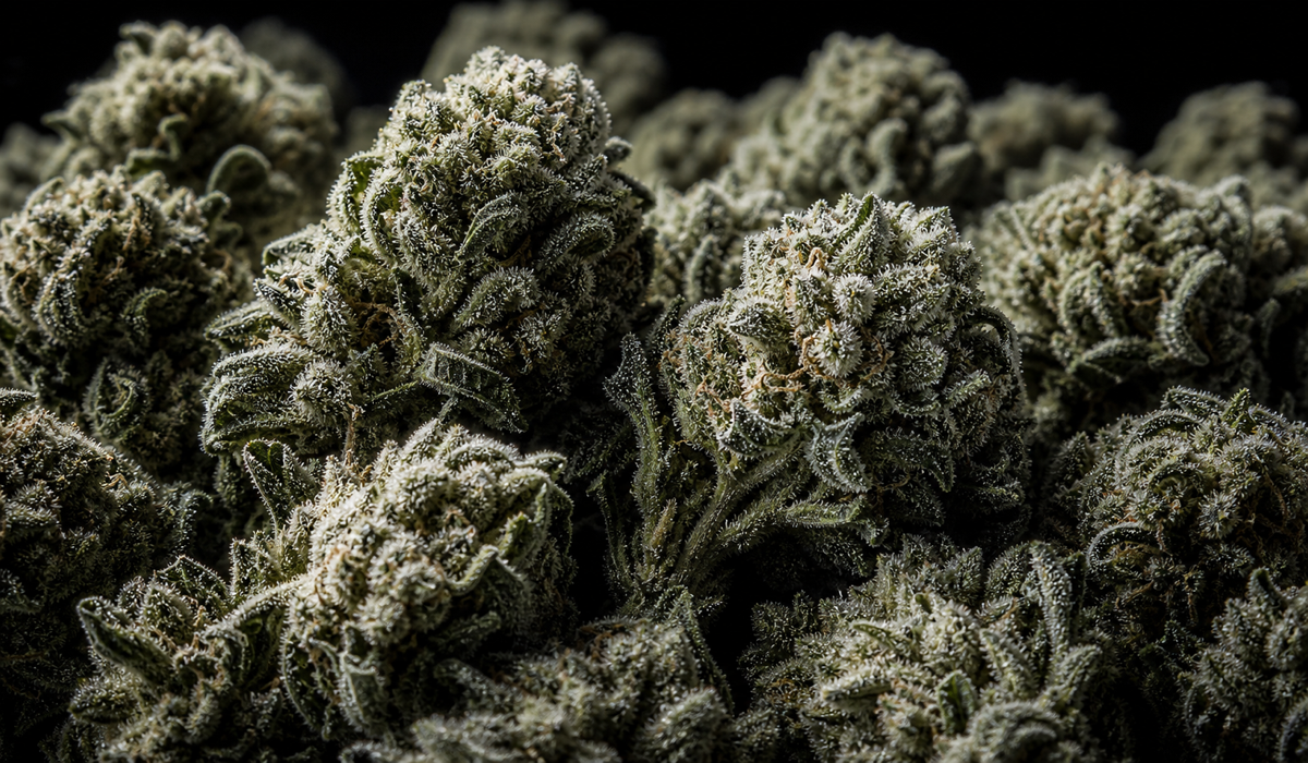 Freshly harvested cannabis flowers covered in frost
