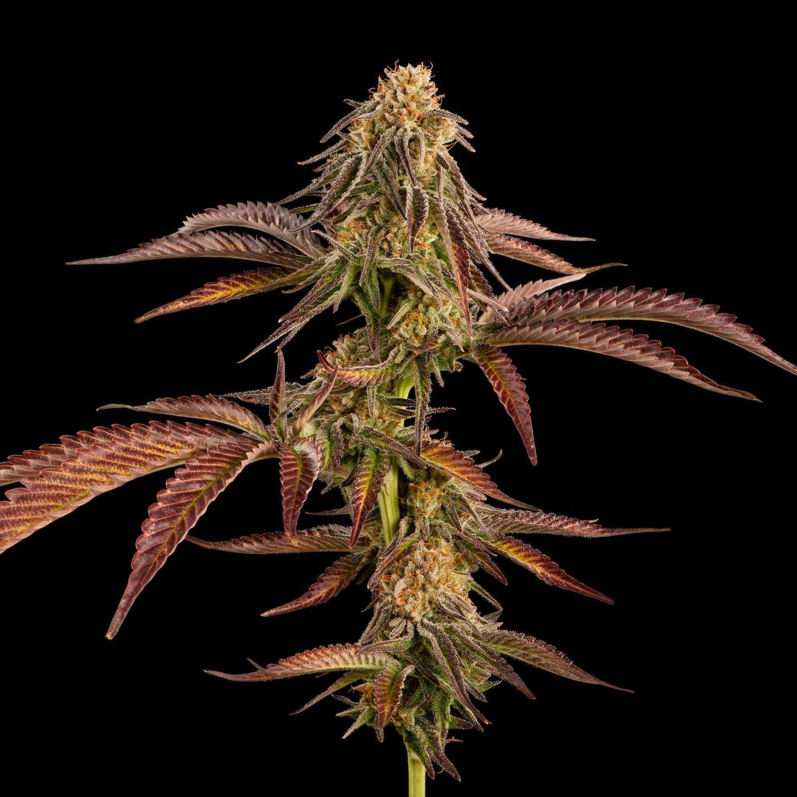 Harlequin cannabis flower