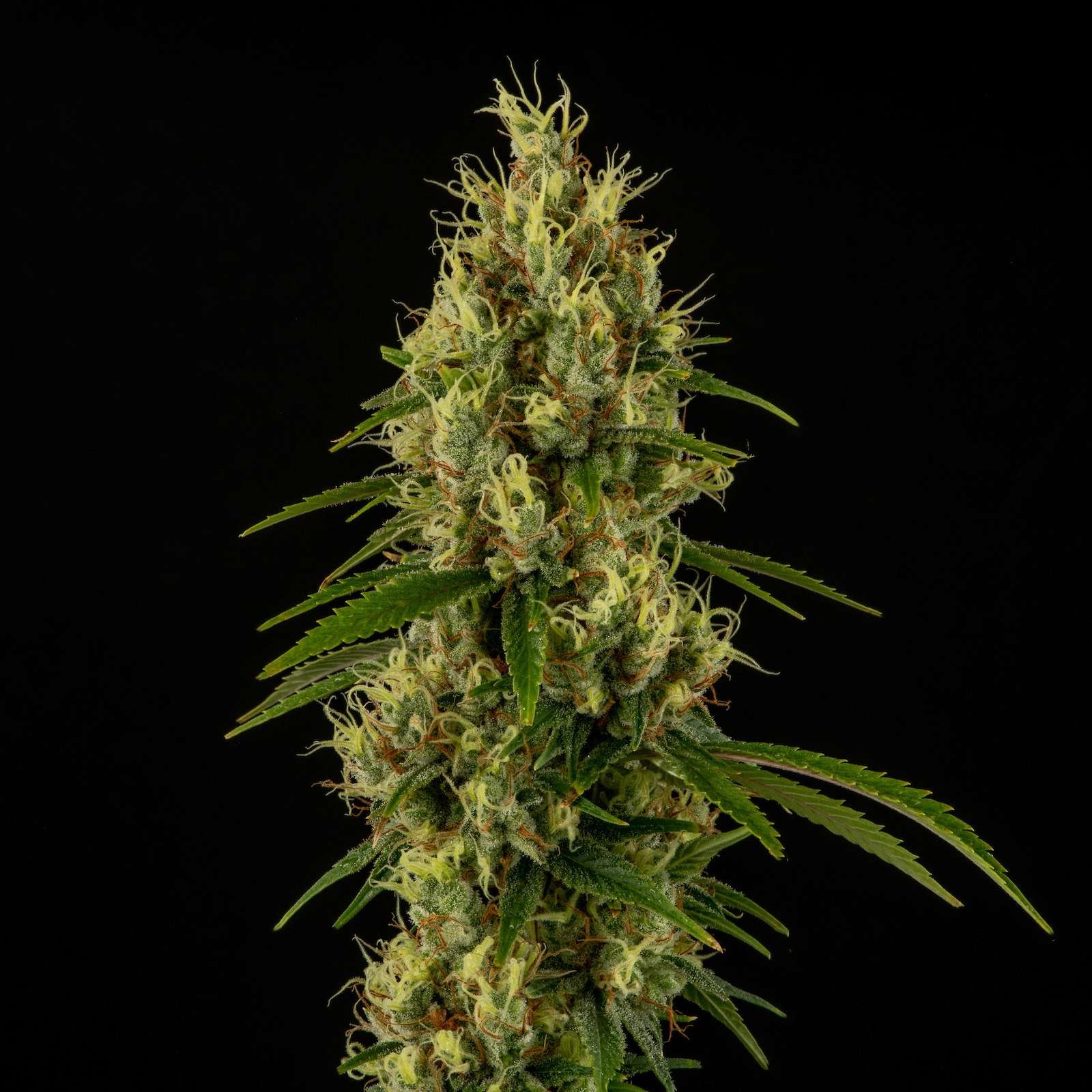Hindu Kush cannabis flower