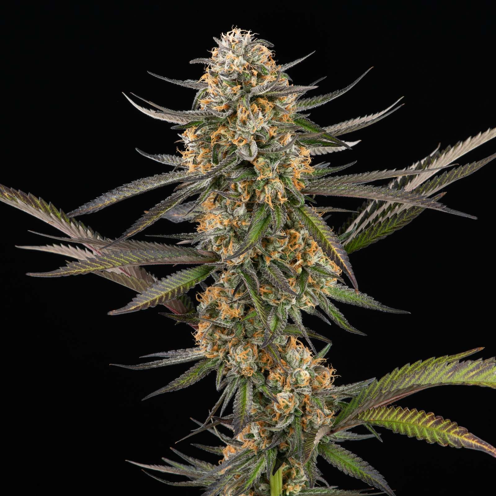 Juicy Fruit Thai cannabis flower