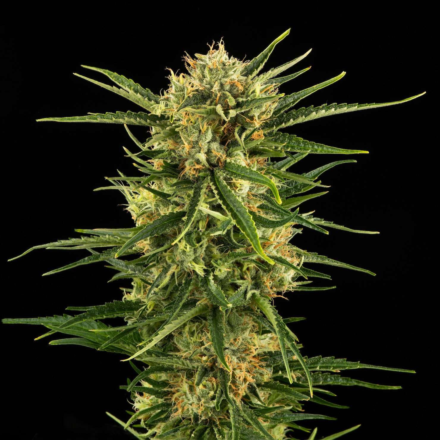 Durban Poison cannabis flower