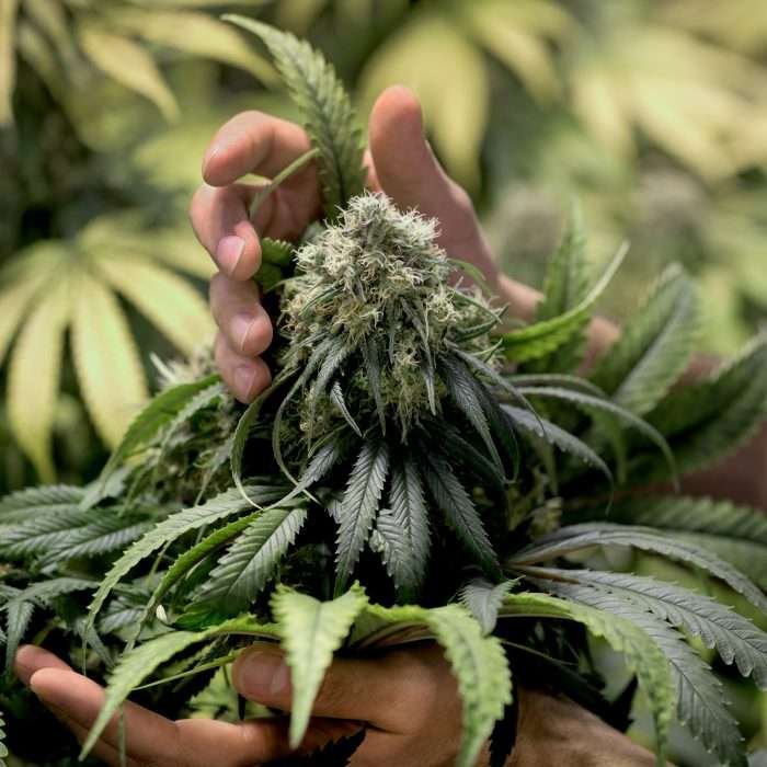 What does "The Craft of Cannabis" mean?
