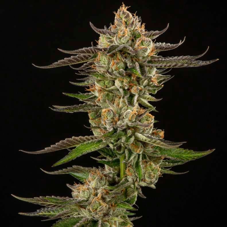 Cashmere cannabis flower