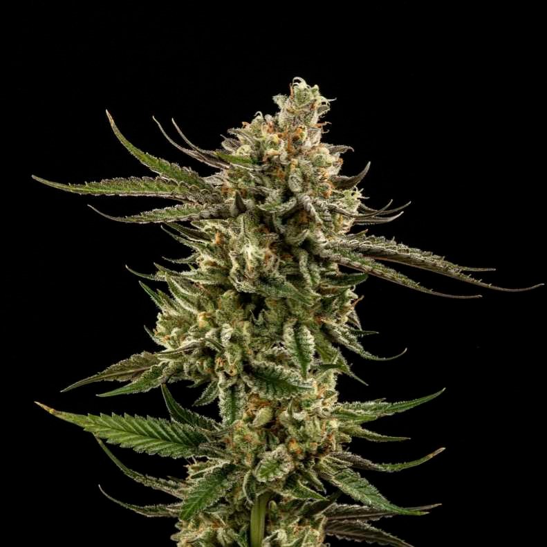 Critical Mass cannabis flower