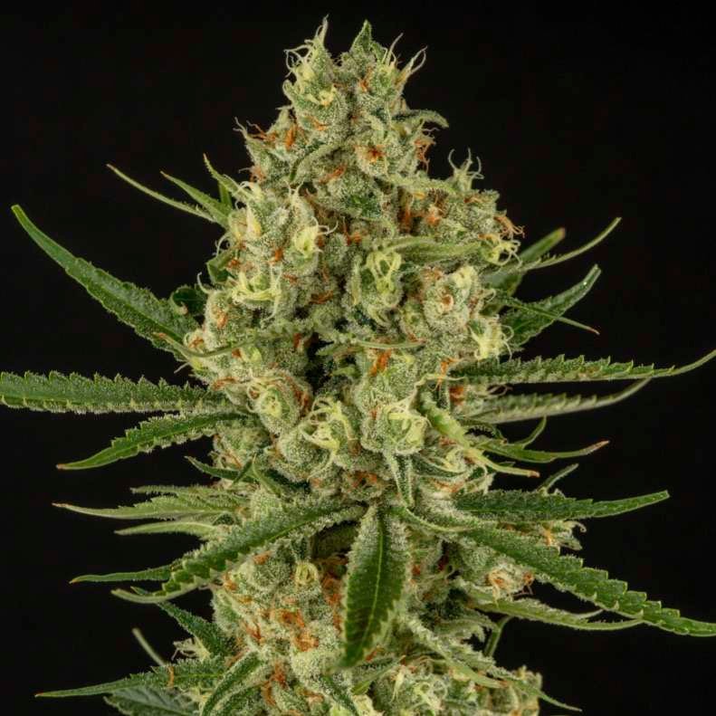 Mr. Good Chem cannabis flower