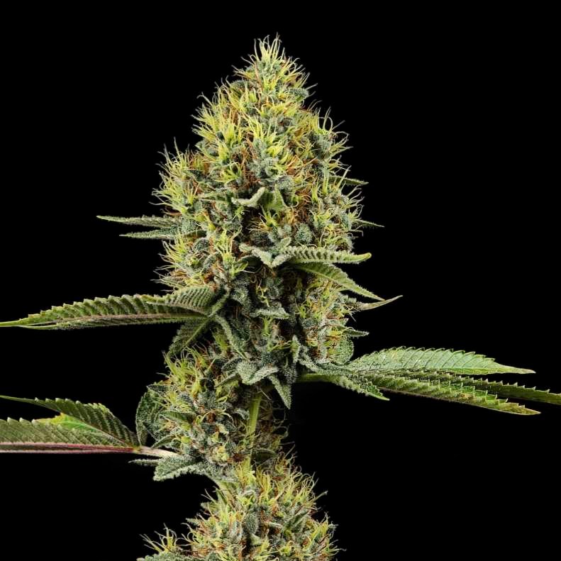 Novacaine cannabis flower