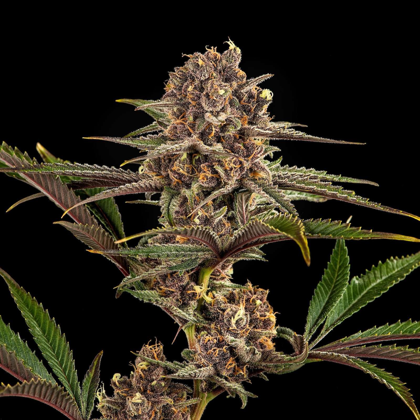 Geraldine cannabis flower