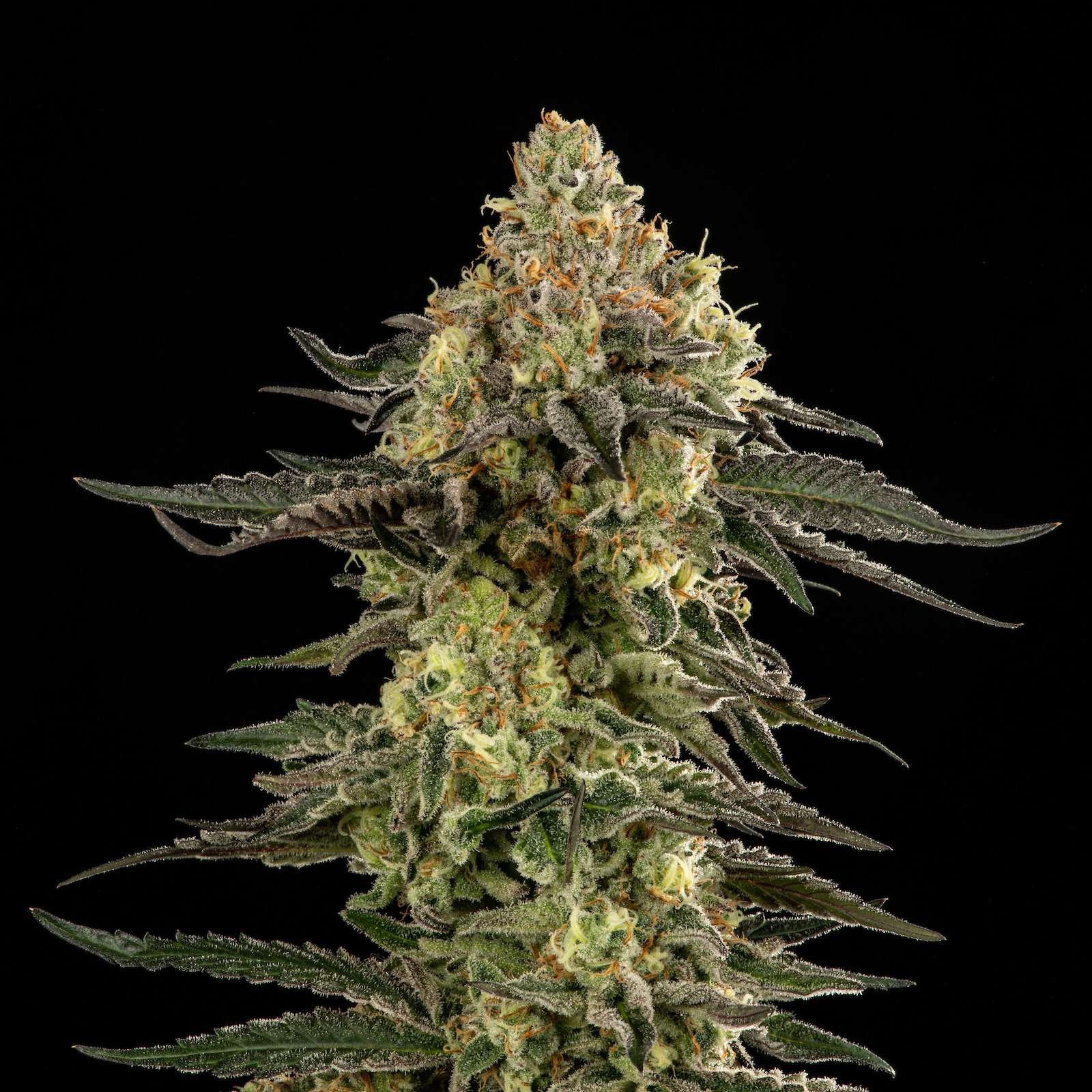 M.A.C. cannabis flower