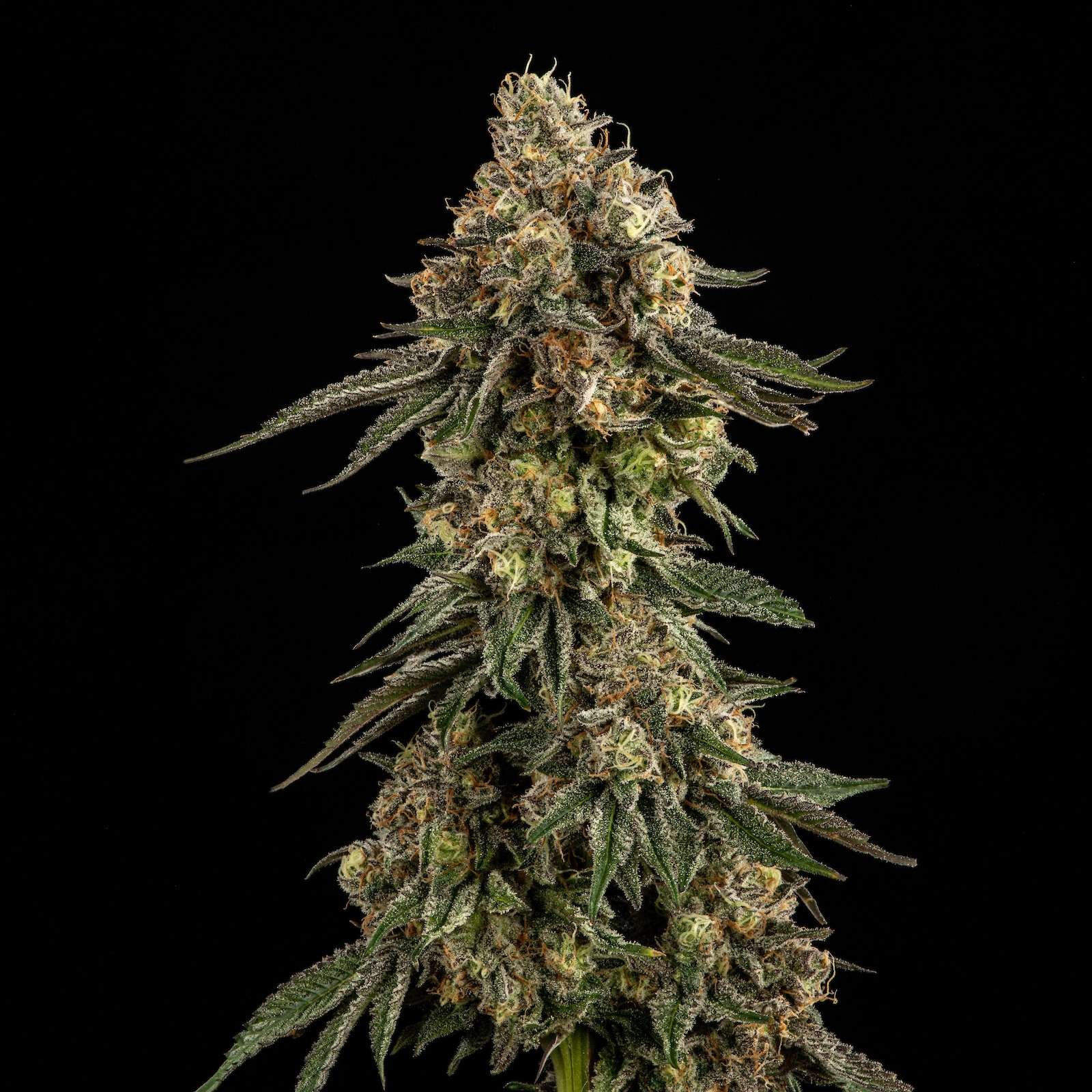 Gravy cannabis flower