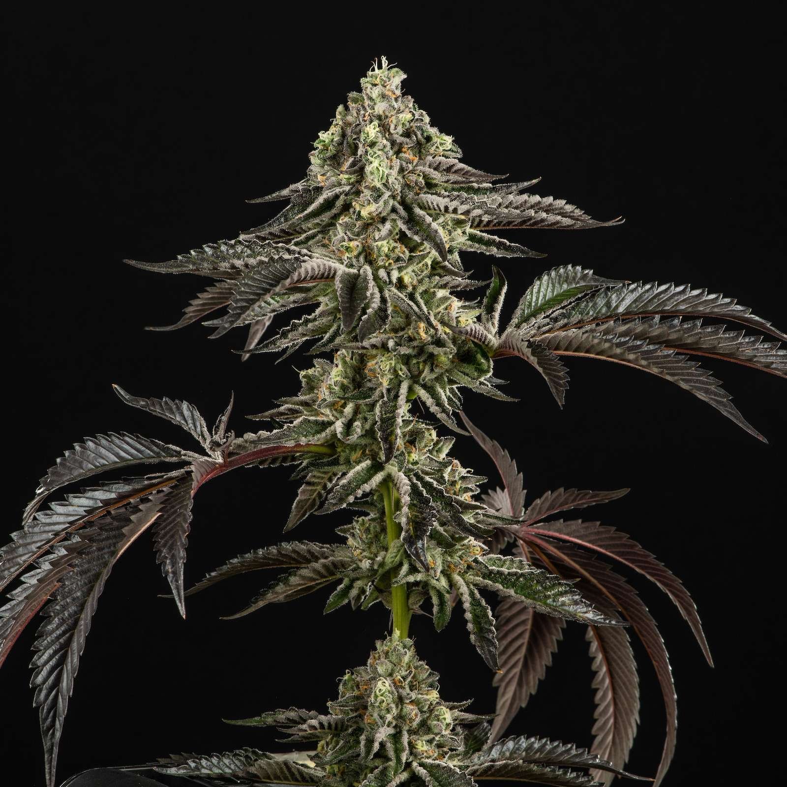 Dolato cannabis flower