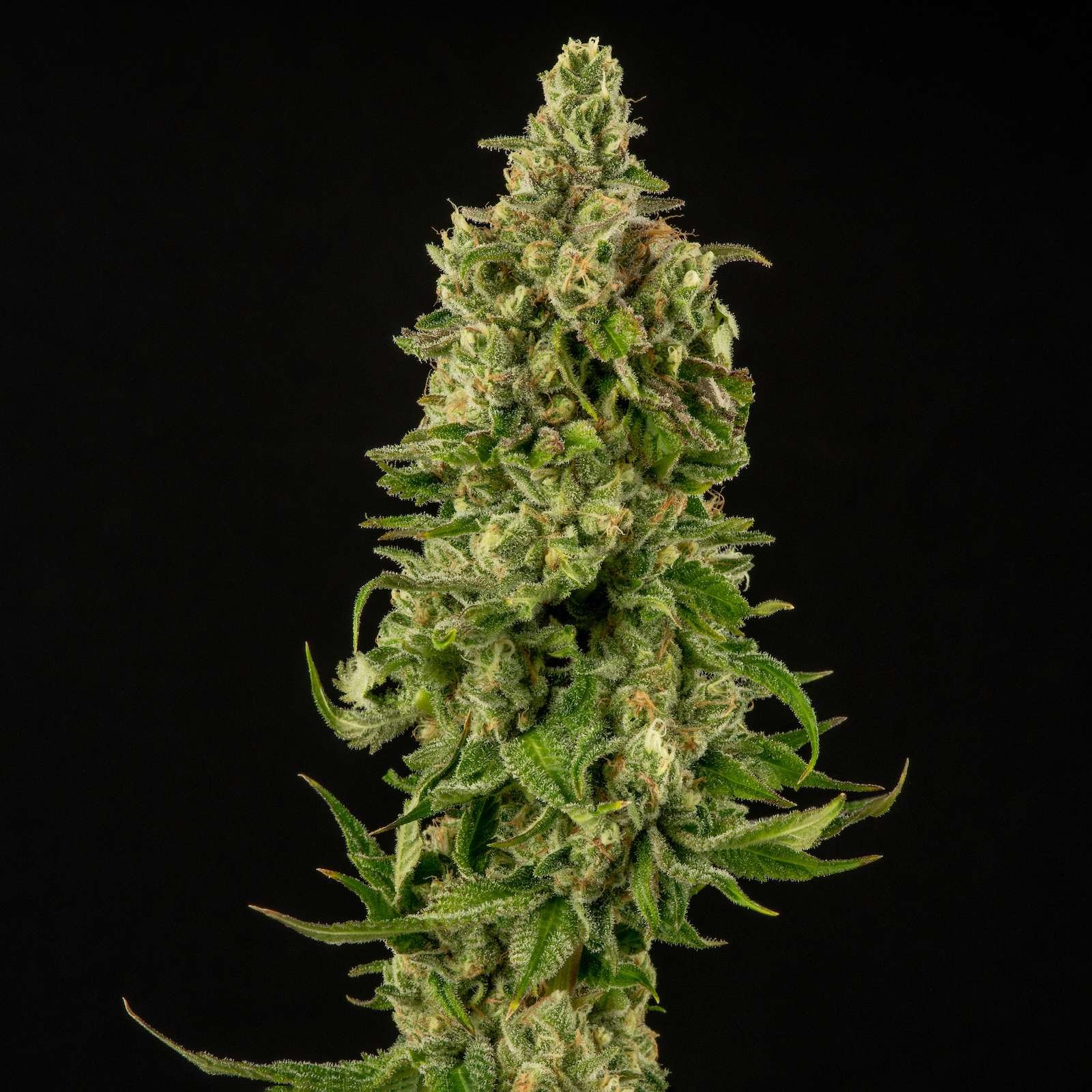 Sueño cannabis flower
