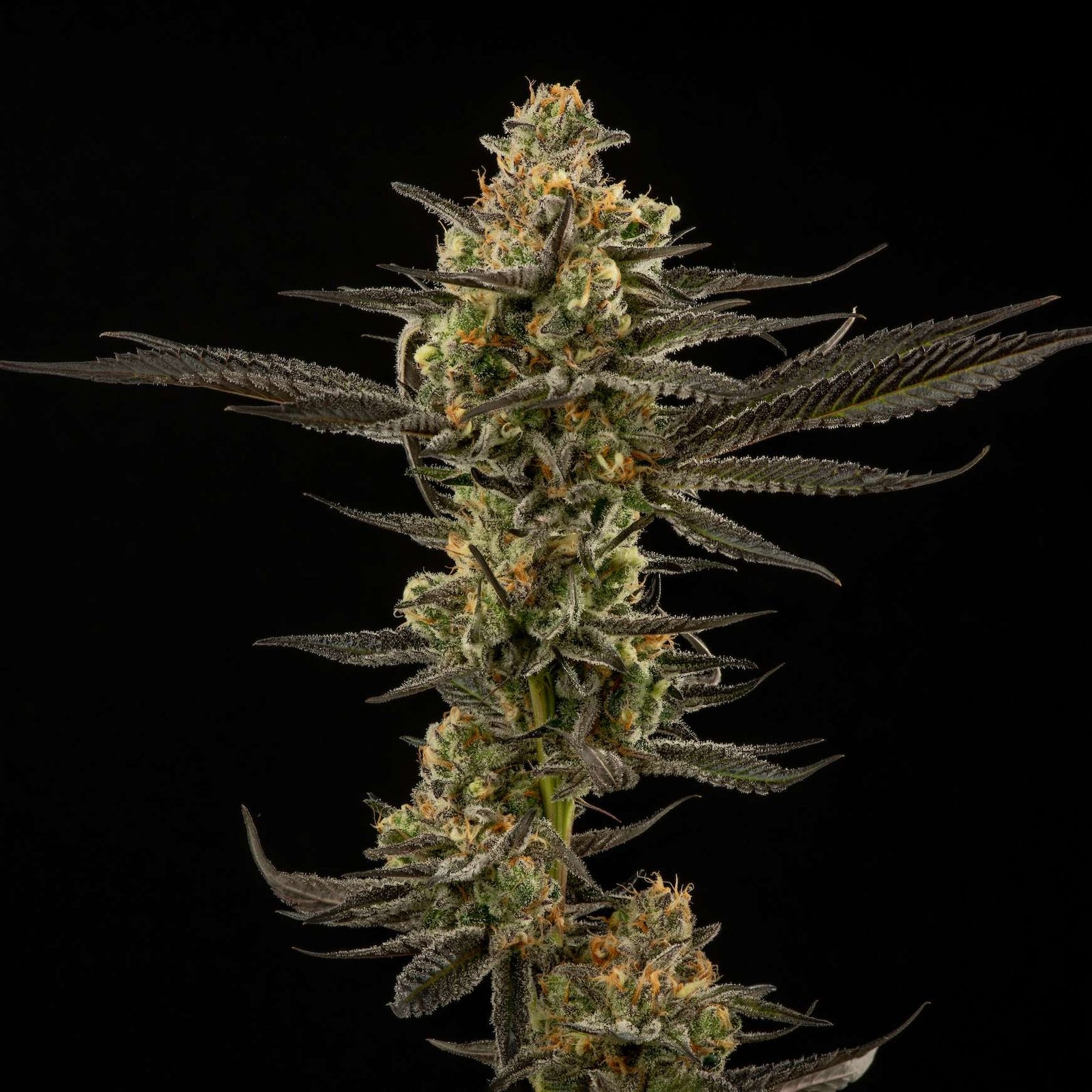 Lucid Dreams cannabis flower