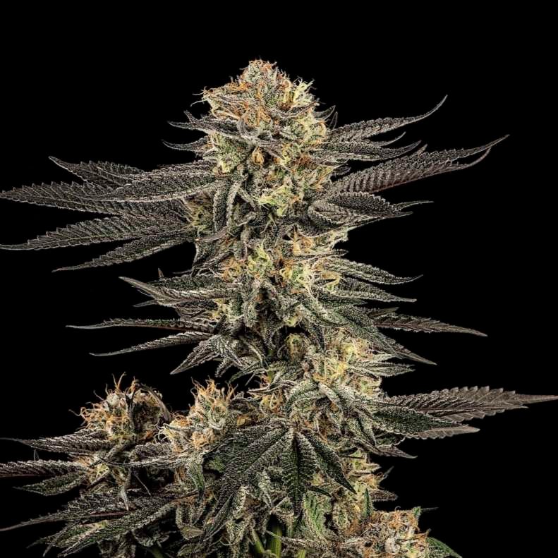 Platinum Huckleberry Cookies cannabis flower