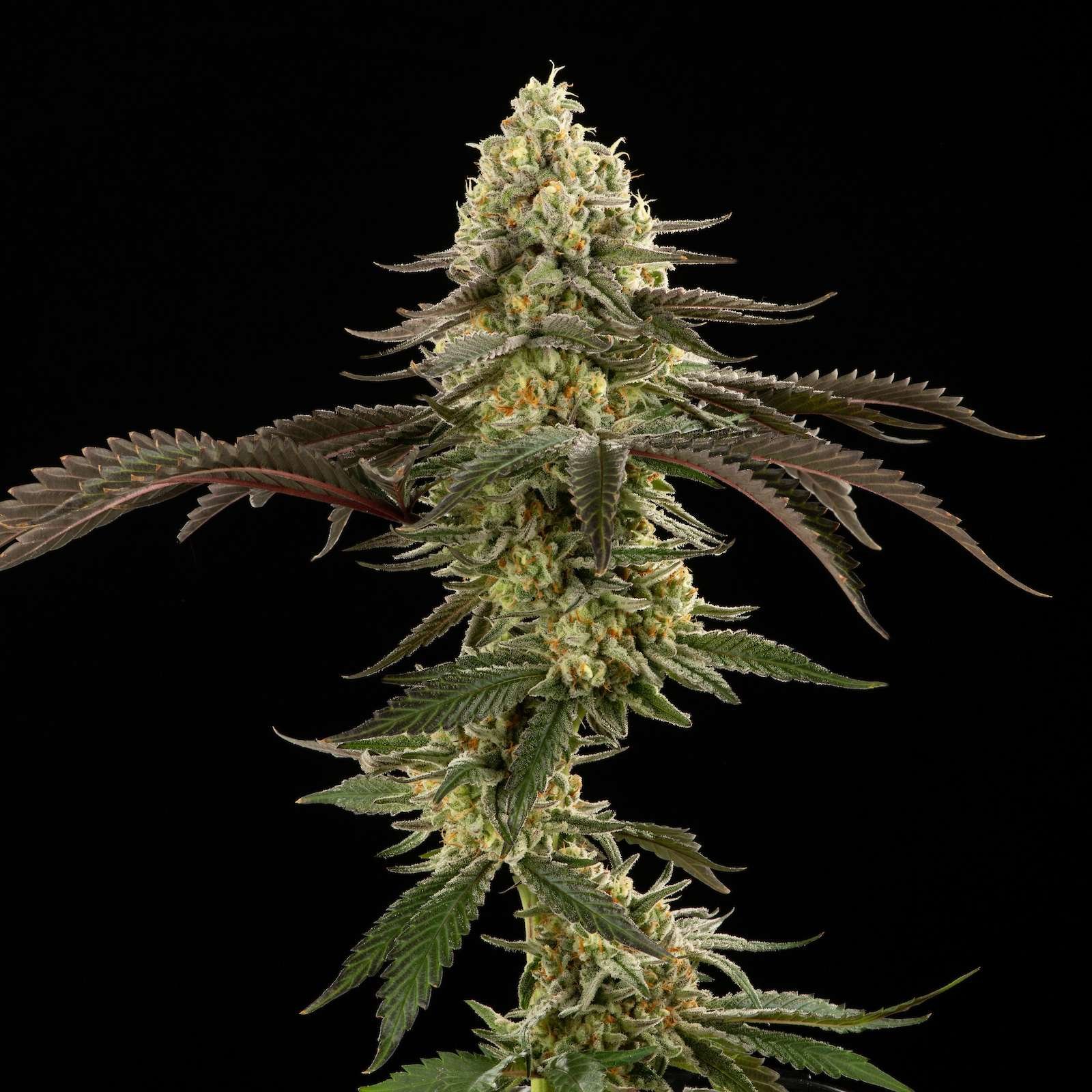Sour Chillz cannabis flower