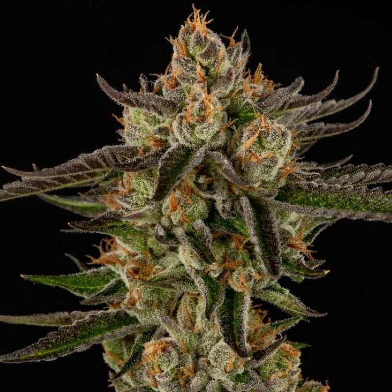 Mendo Breath cannabis flower