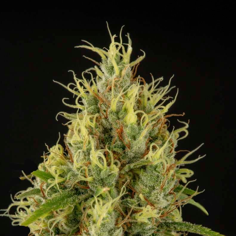 Bananaz cannabis flower