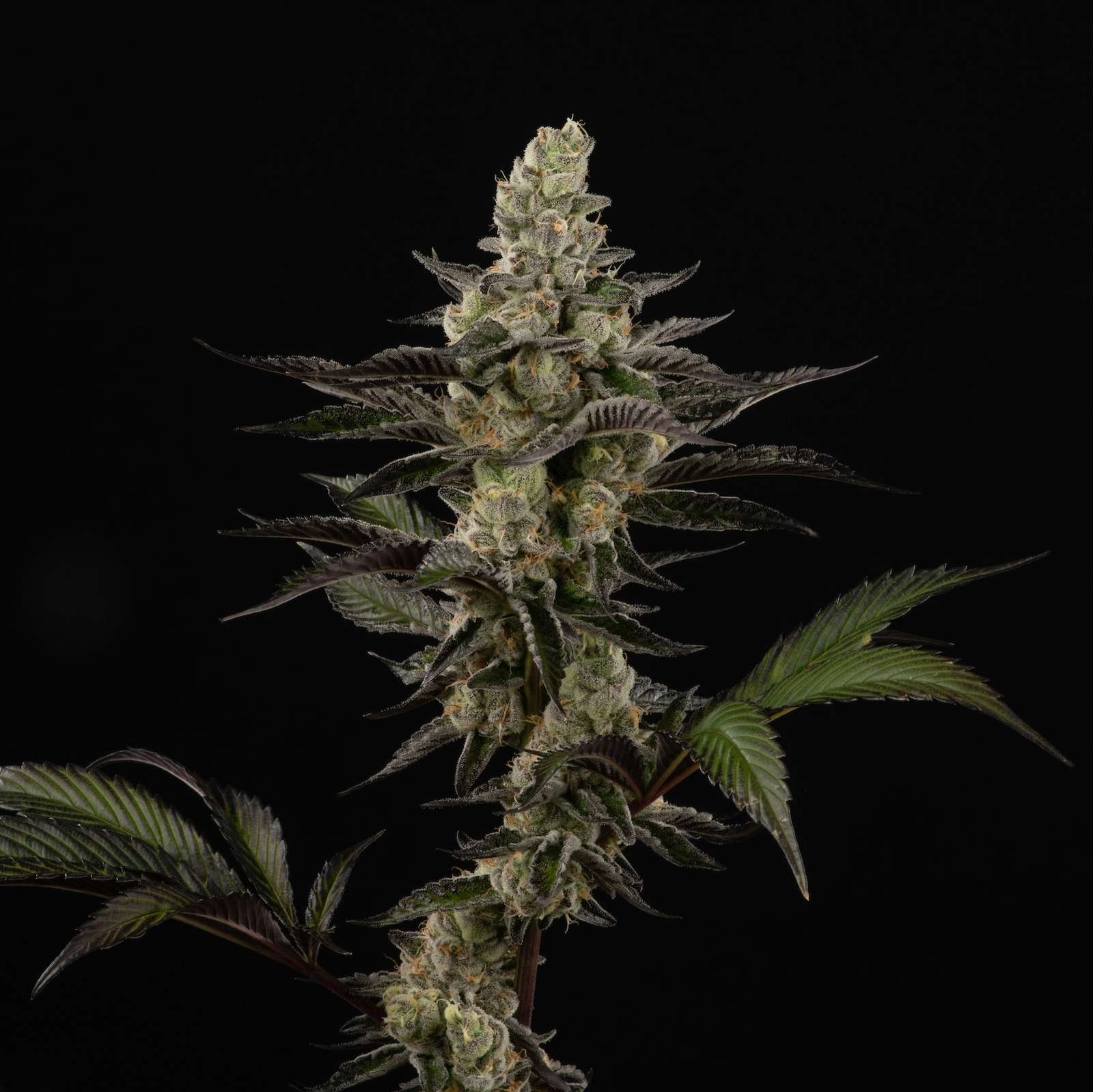 Sour Jelly cannabis flower