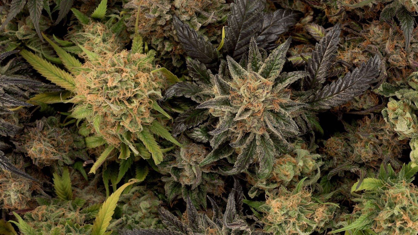 An assortment of Good Chemistry cannabis flower