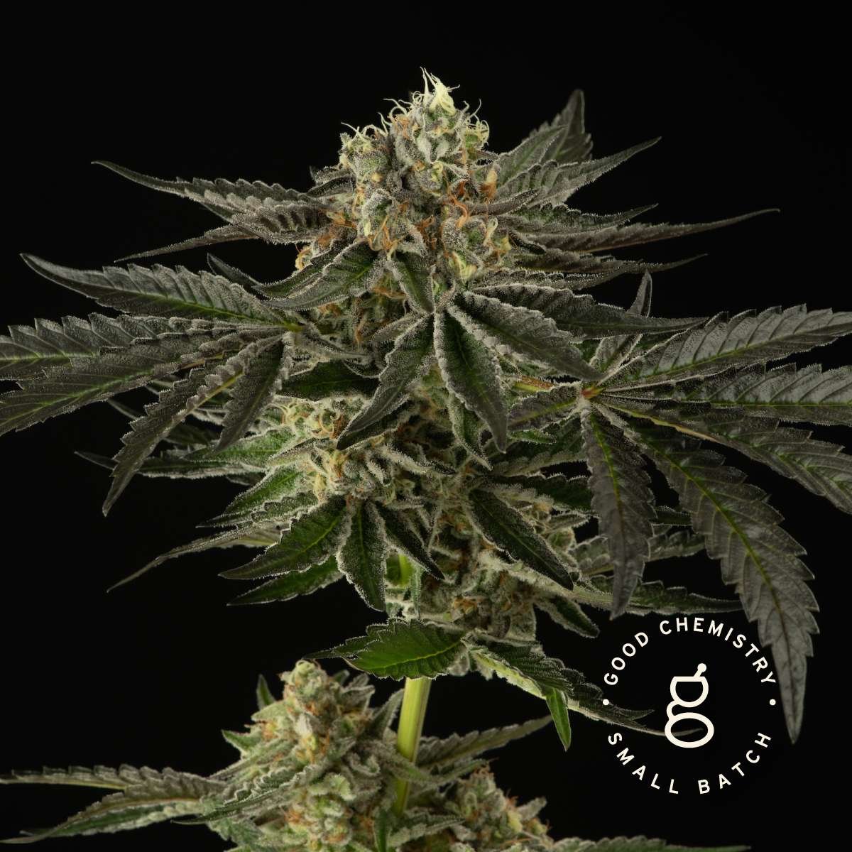Honeycrisp Cake cannabis flower