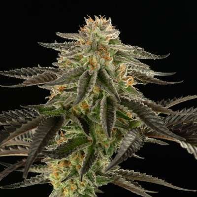 Jungle M.A.C. cannabis flower