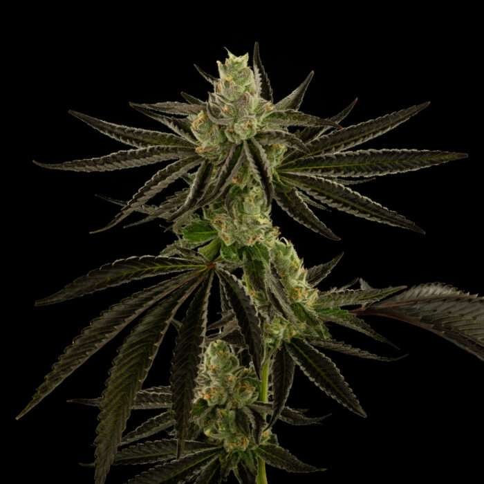 Cream D'Runtz cannabis flower