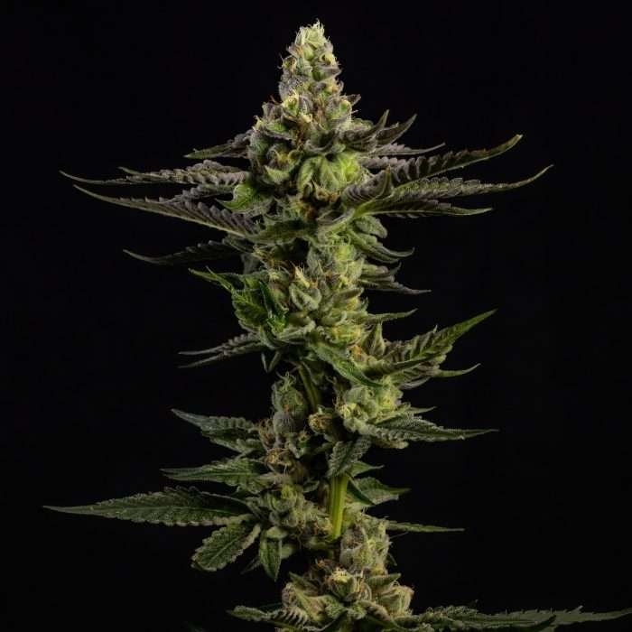 Monkey Bread cannabis flower