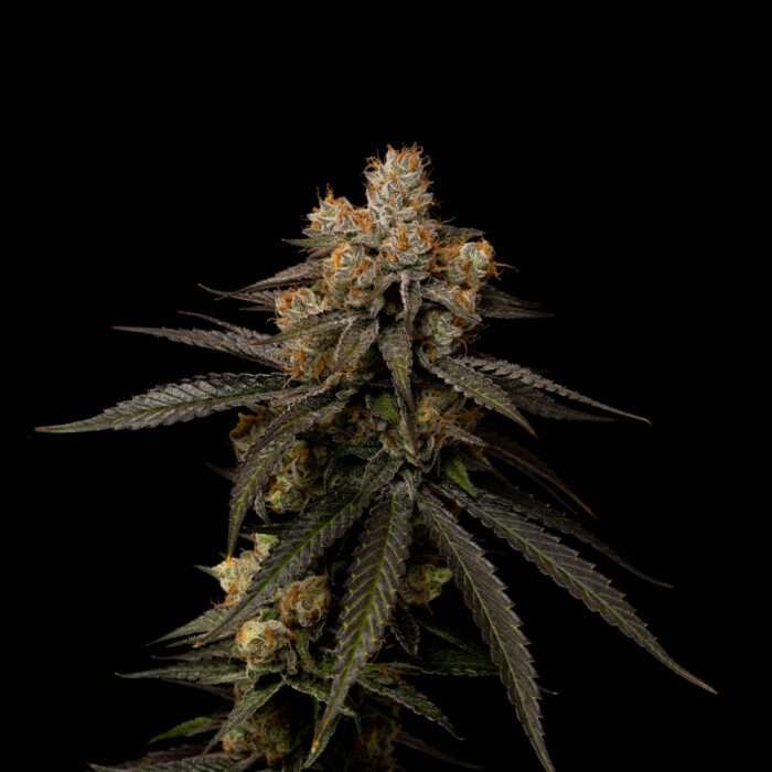 Black Cherry Gelato cannabis flower