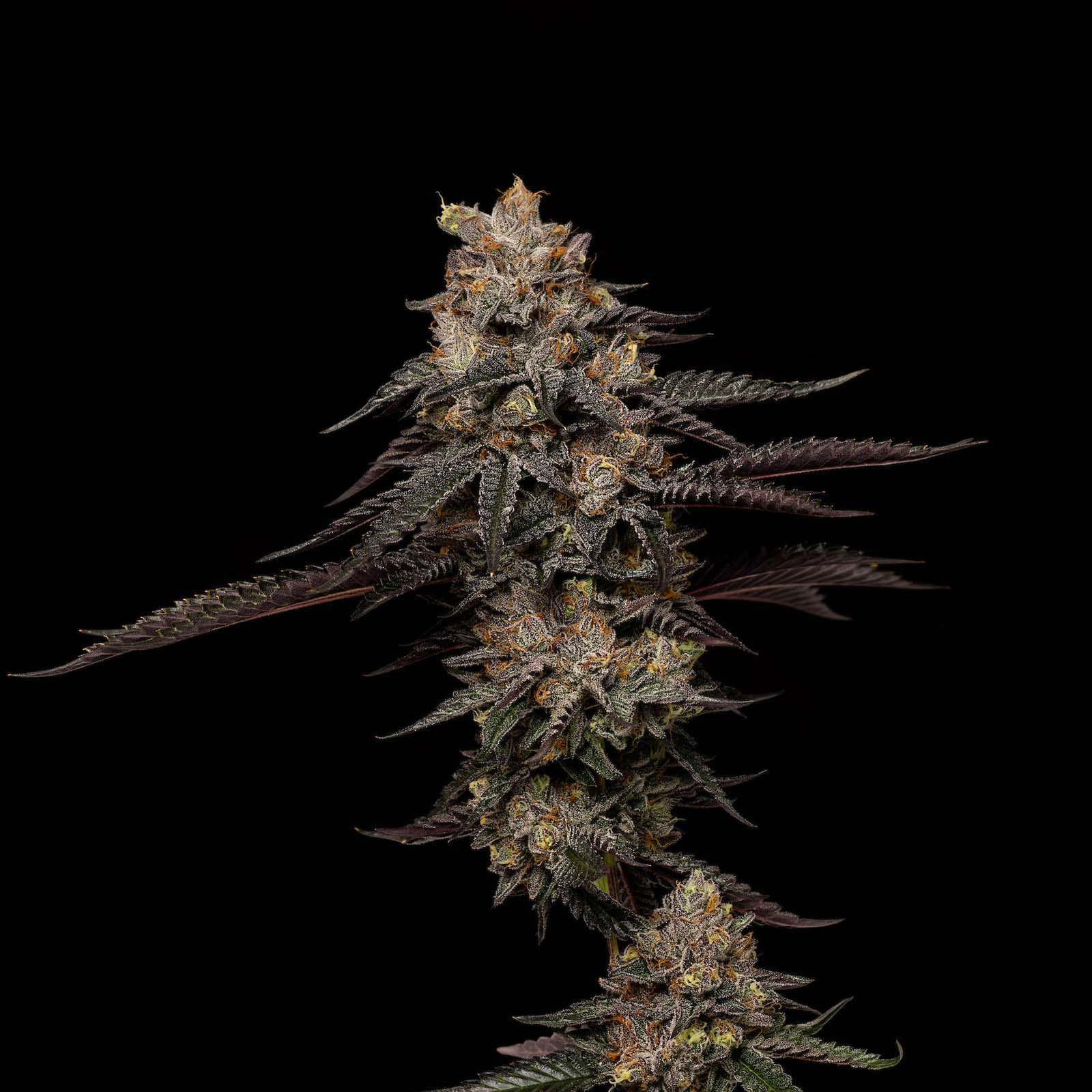 Ice Cream Cake cannabis flower