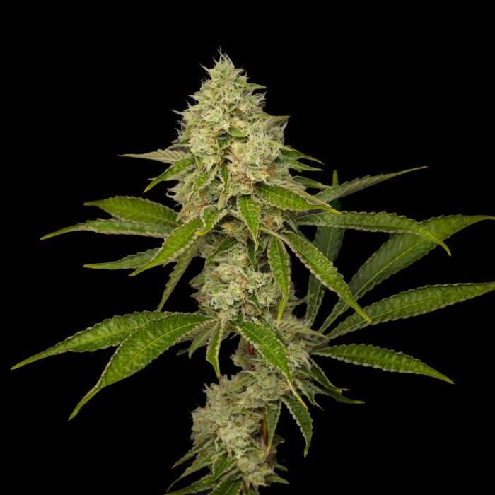 Orange Strollo cannabis flower