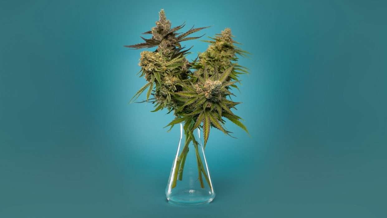 Flowering Good Chemistry cannabis branches arranged in a laboratory flask