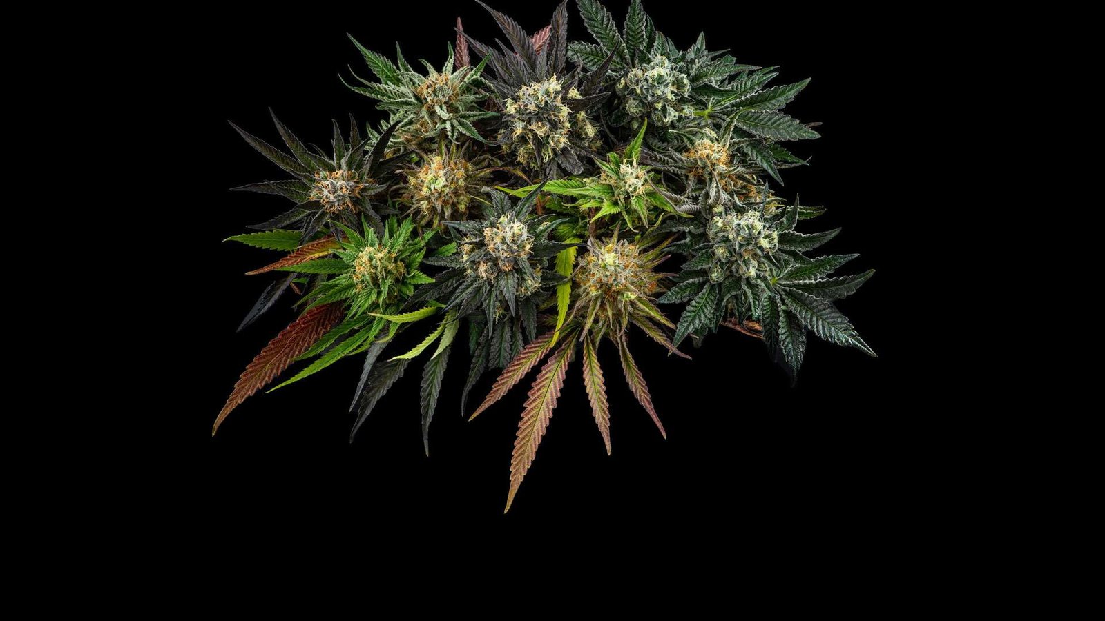 A varied arrangement of flowering cannabis branches
