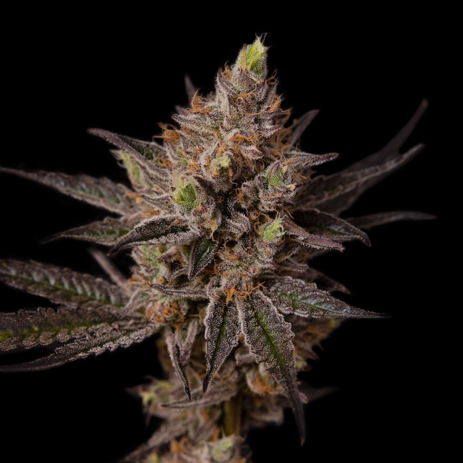 Blueberry Muffin cannabis flower