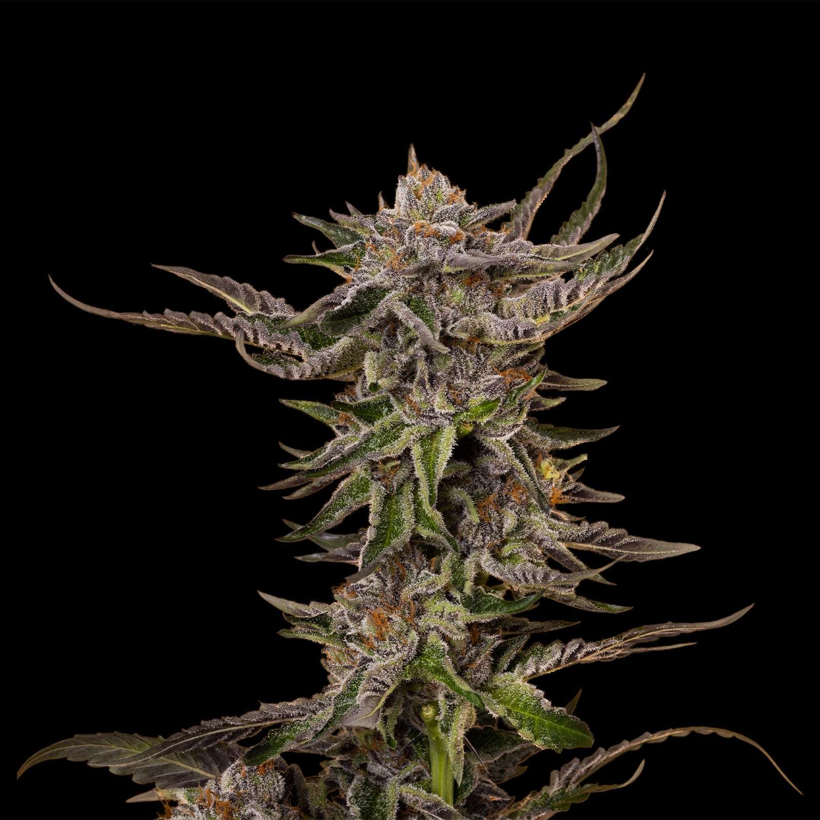 Gelato cannabis flower