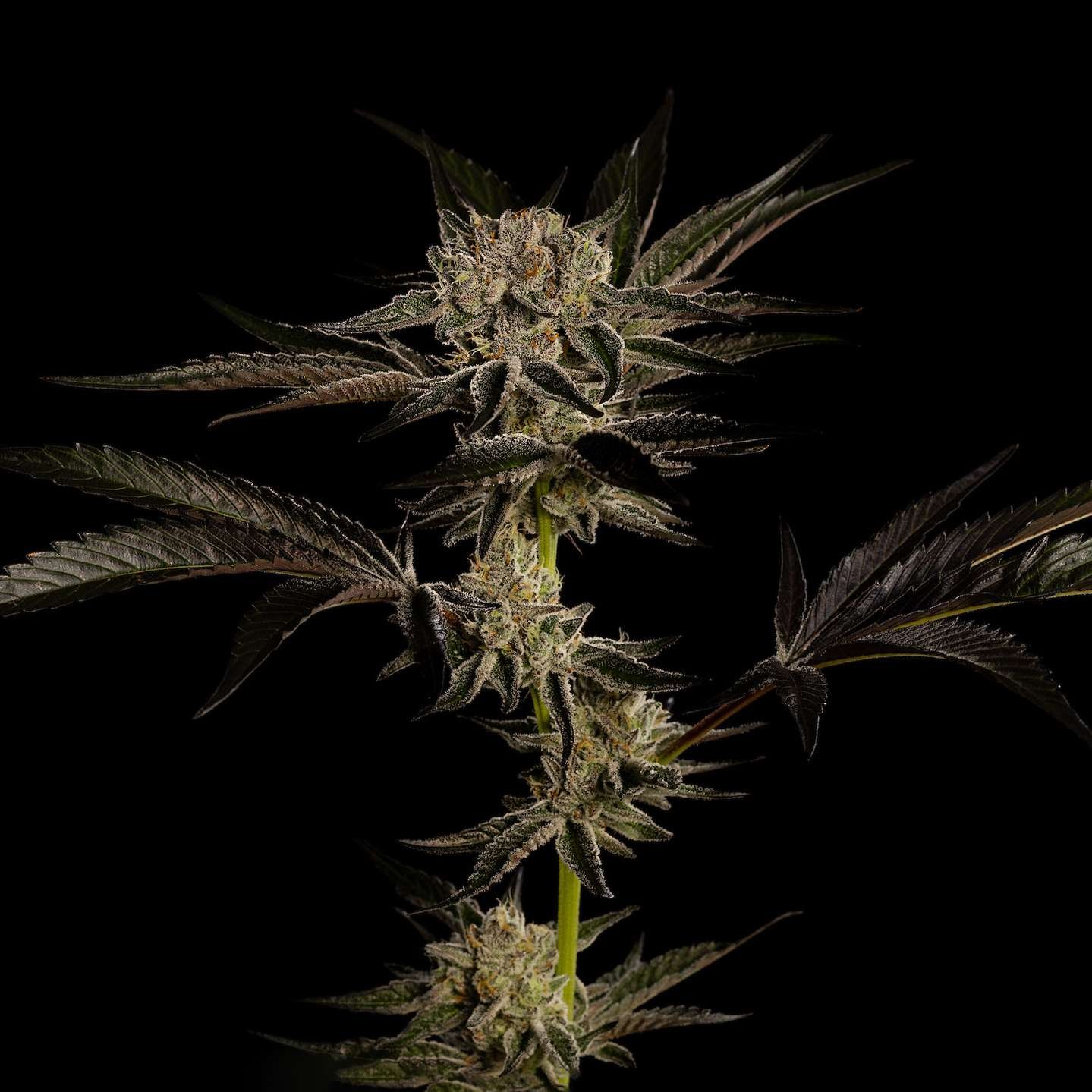 Oreoz cannabis flower