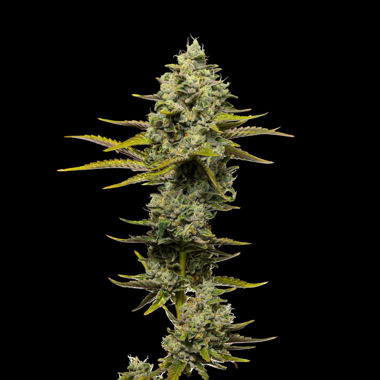 Georgia Pie cannabis flower