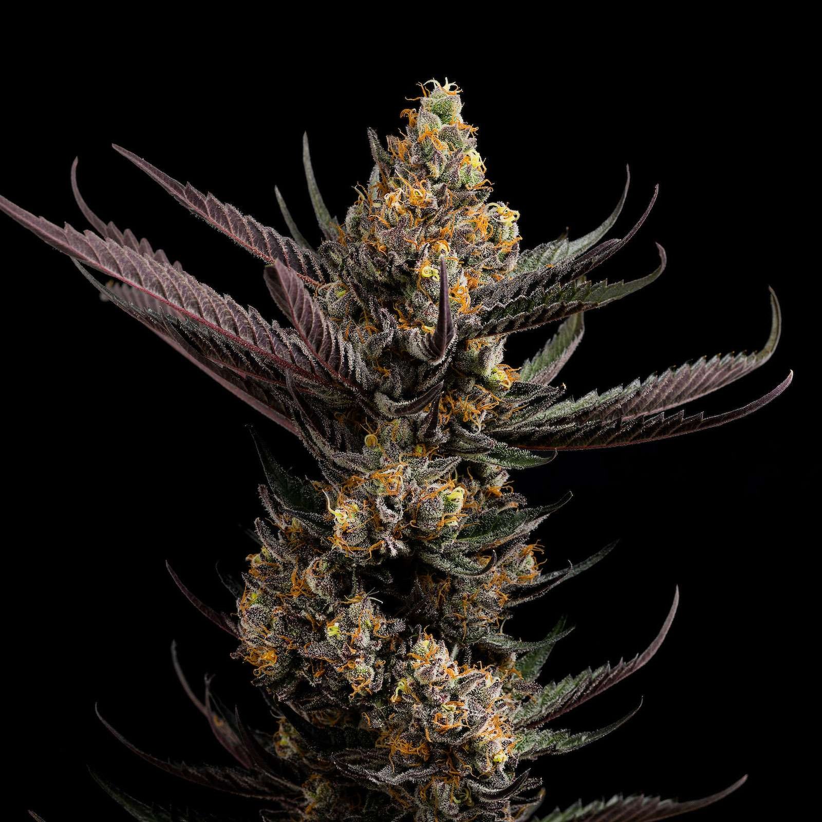 Spanish Moon cannabis flower