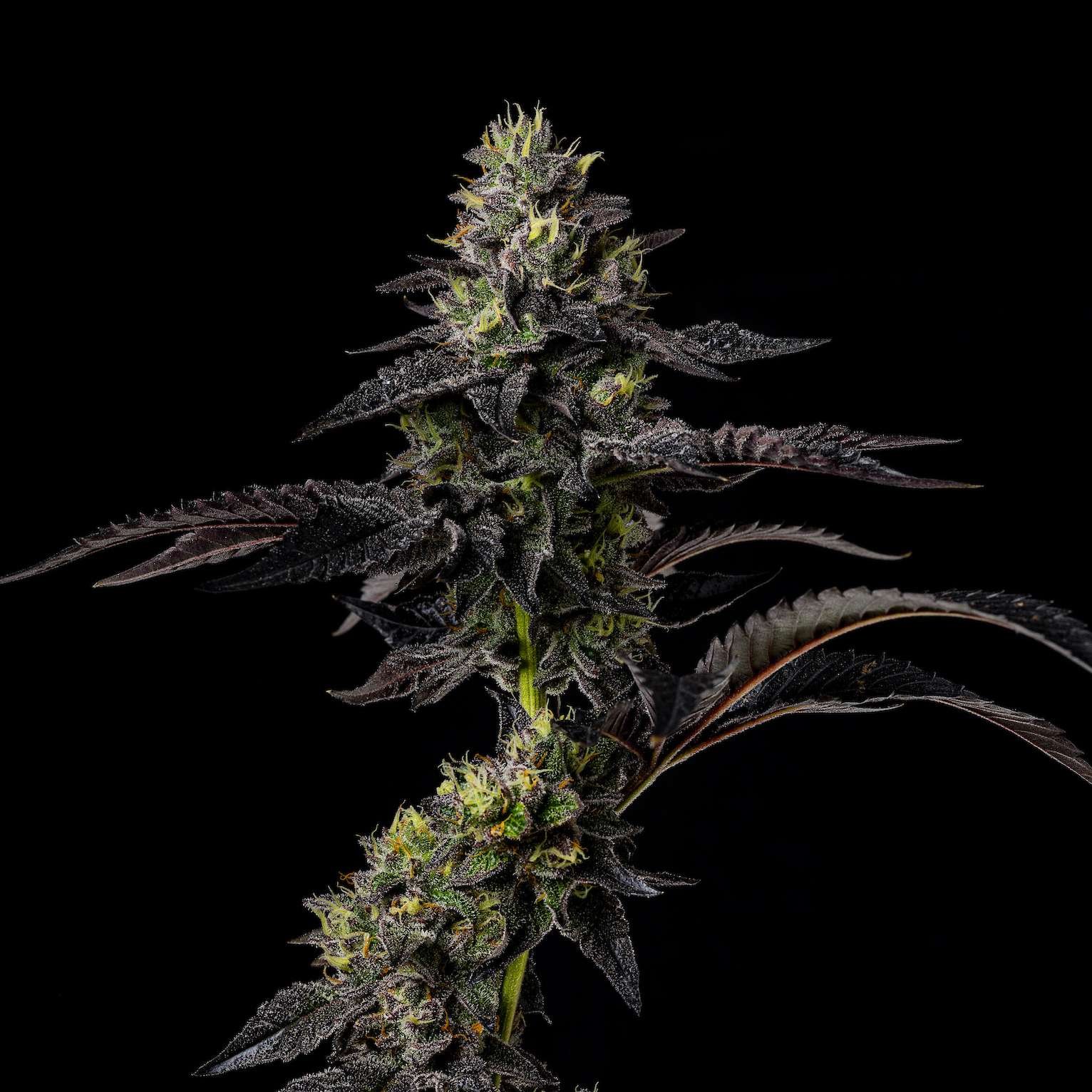 Tokyo Jam cannabis flower