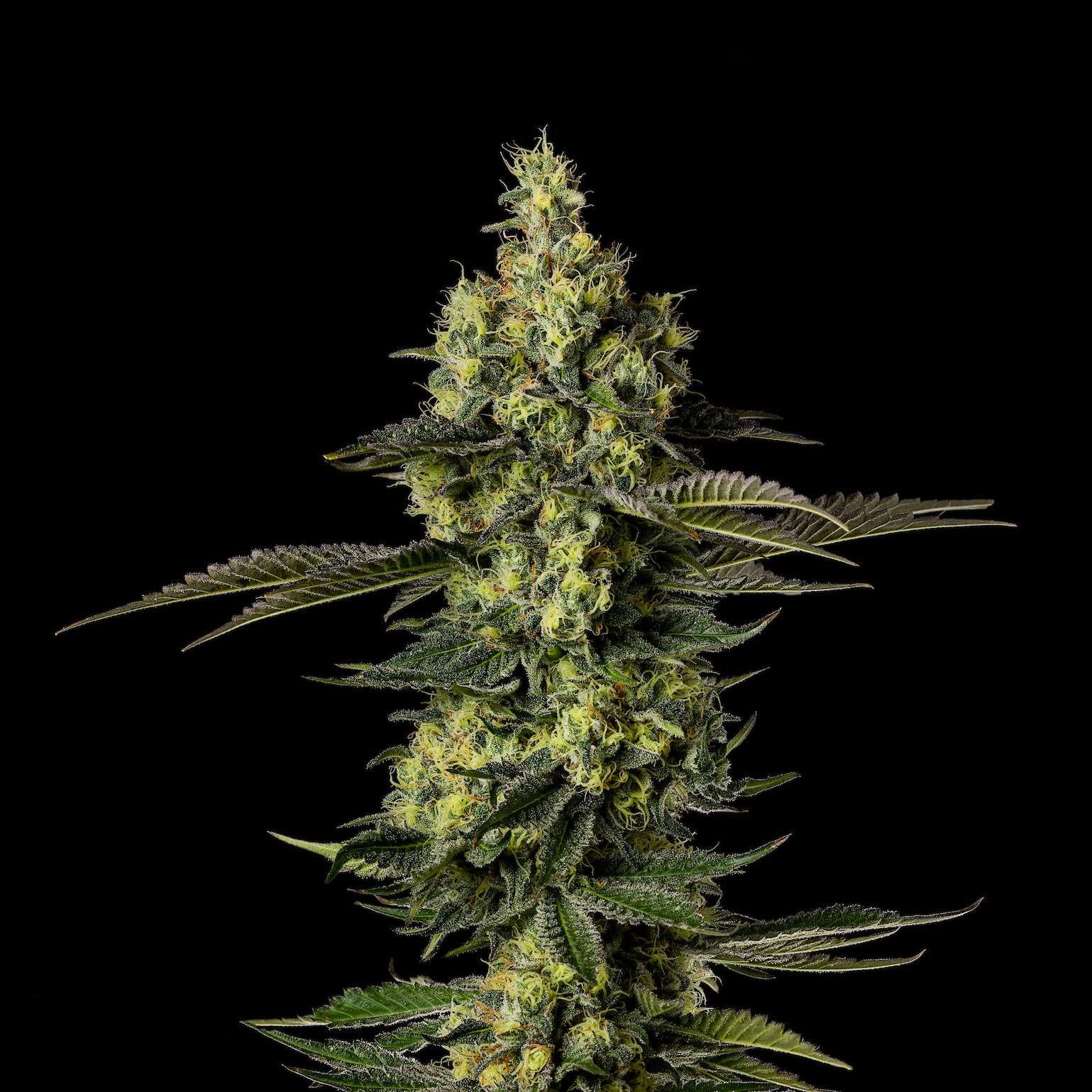 Snozzberry cannabis flower