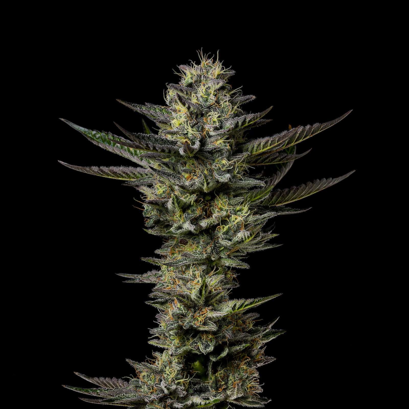 White Cherry Wedding Cake cannabis flower