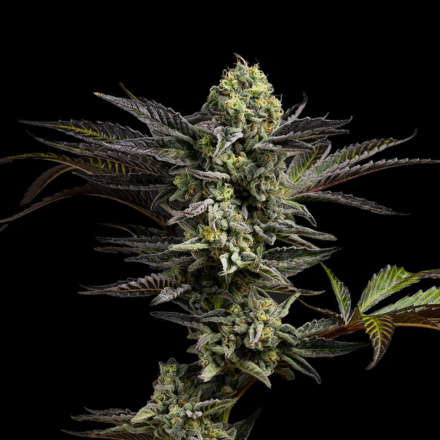 Gas Face cannabis flower