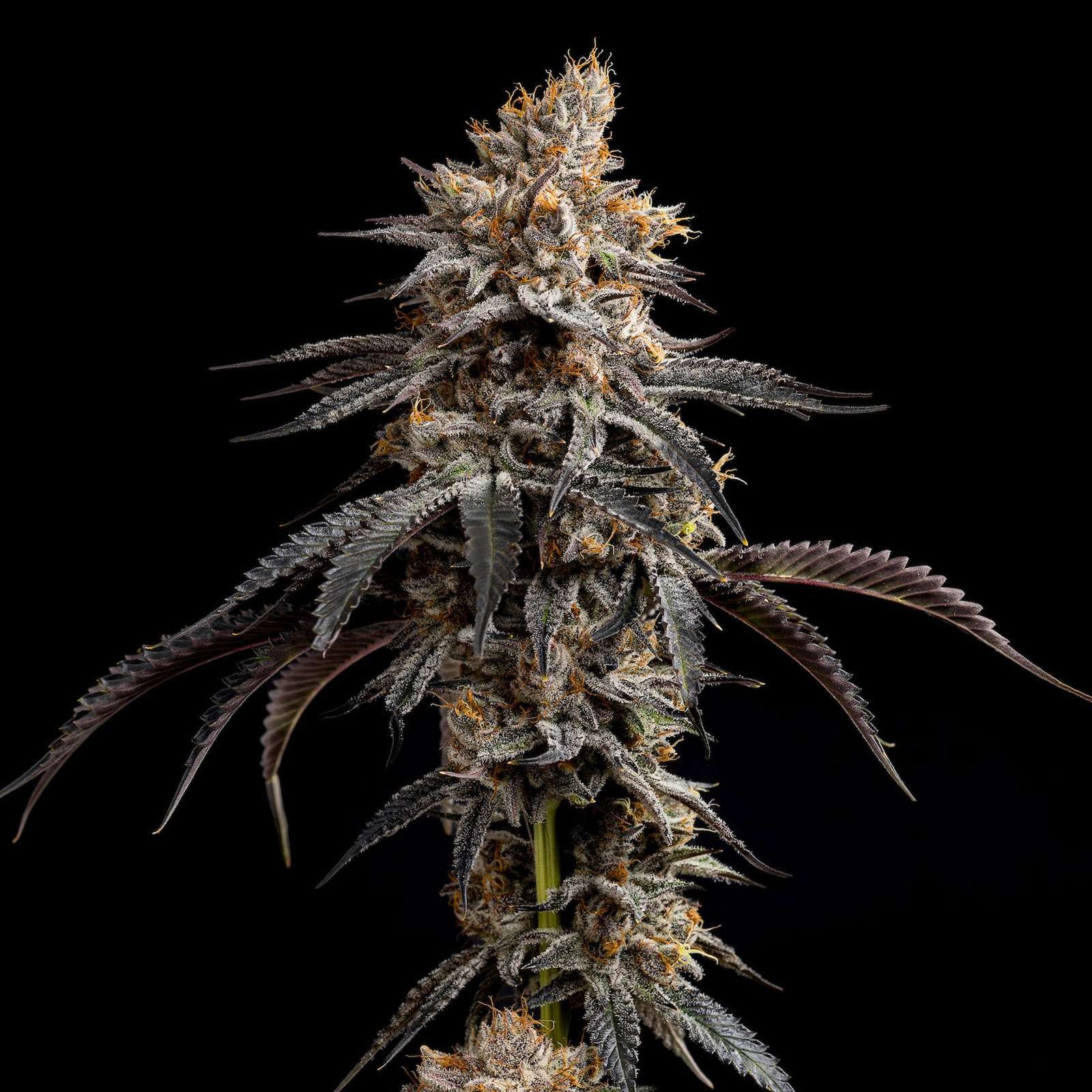 Tropicana Banana cannabis flower
