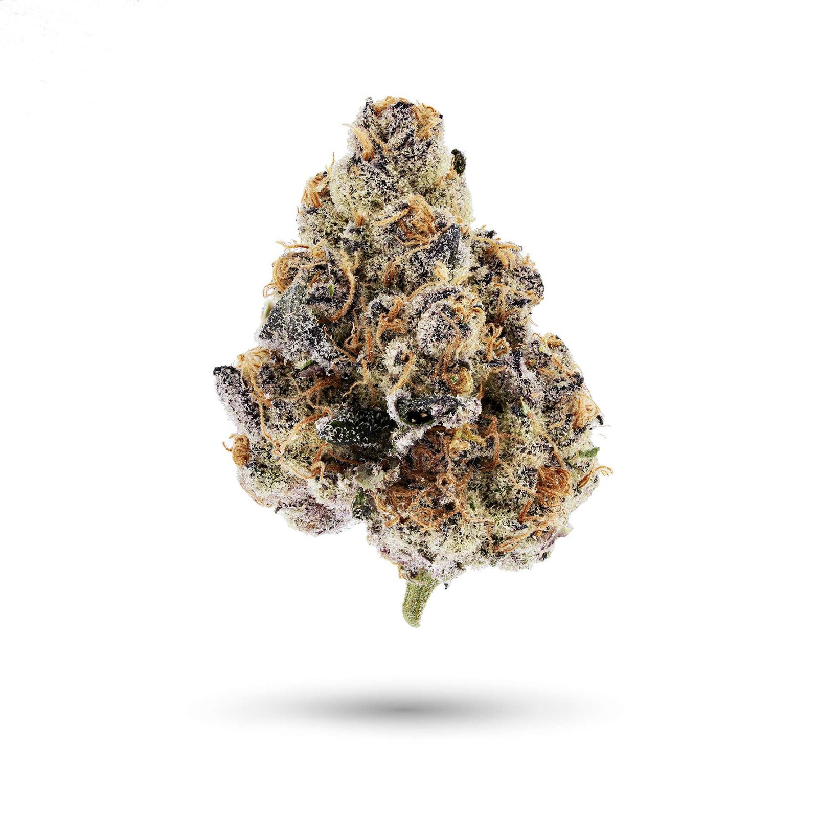 Kokomo Breeze flower